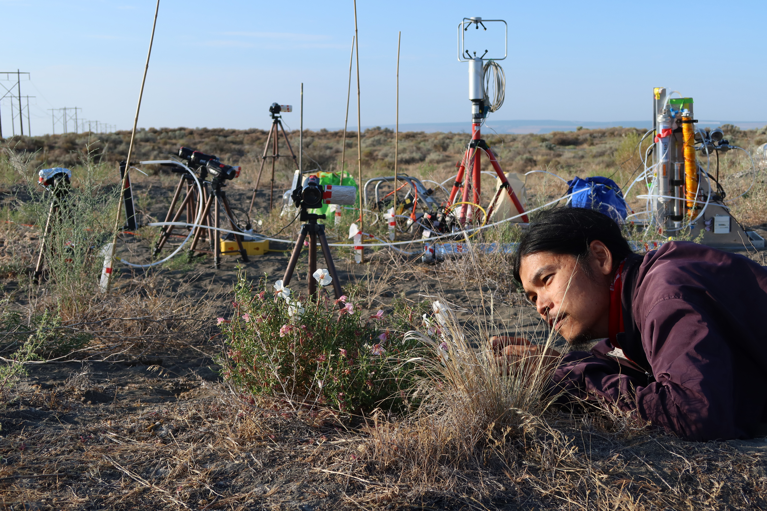 Jeremy Chan, then a University of Washington doctoral student, conducts field experiments in eastern Washington. Credit: Jeremy Chan/University of Washington