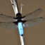 A dragonfly on a branch at Lake Asboga in the Sarikamis district of Kars, Turkey, in August 2023. Credit: Huseyin Demirci/Anadolu Agency via Getty Images.