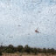 A swarm of desert locusts flying in Meru, Kenya on Feb. 9, 2021. Credit: Yasuyoshi Chiba/AFP via Getty Images