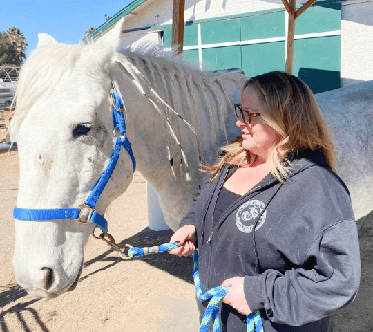 Equine therapy